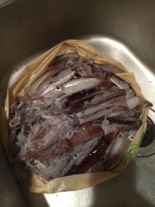 大漁のムギイカ