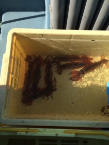 いけすのムギイカ