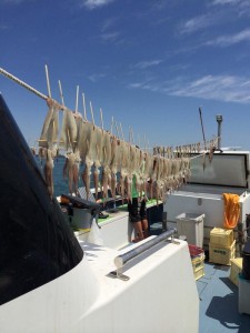 イカの船上干し