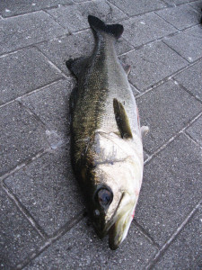 夕まずめに釣れた隅田川シーバス