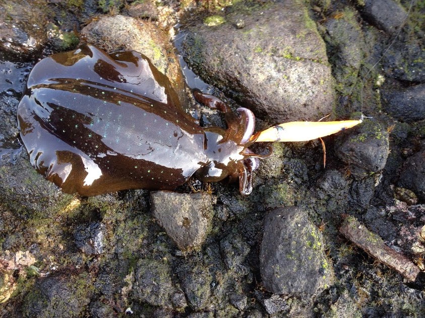 エギで釣れたイカ