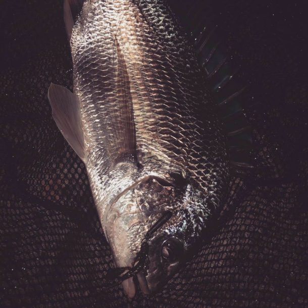 超激しいファイトをするナイスサイズキビレ