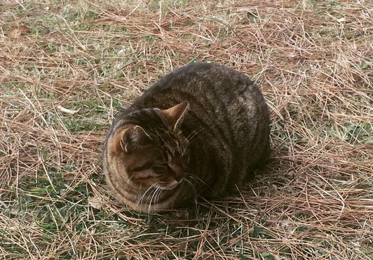 丸っこいのでマルと呼んでます