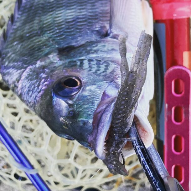 前日に釣れたチビレ