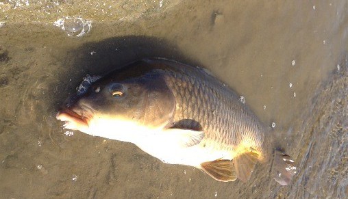 鯉をルアーで釣る方法