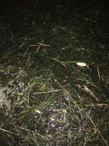 ウィードの様子