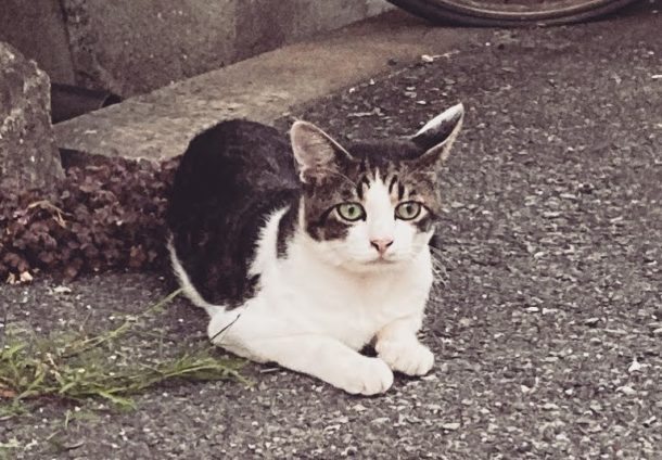 猫の活性が上がる時間は夕マズメ