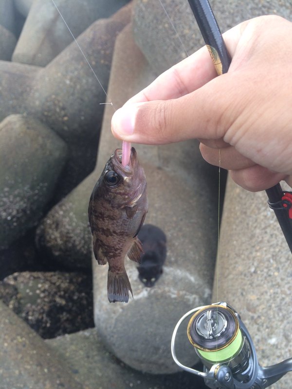 最後に釣れたコメバル