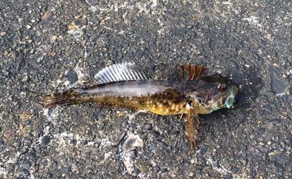 アナハゼイメージ