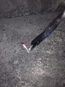 メタルジグで釣れたタチウオ