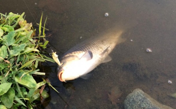 ミノーで釣れた鯉