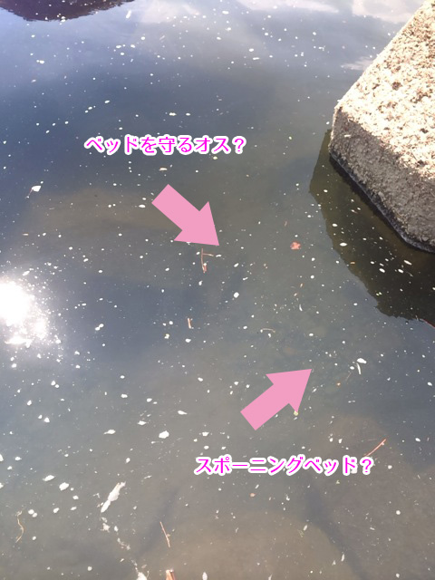 多摩川のスポーニングベッド？