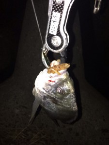 ４ゲット目のキビレ