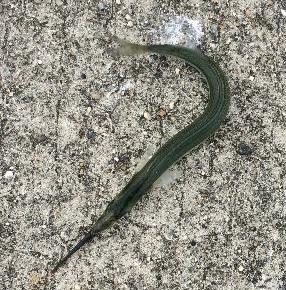 サヨリイメージ２