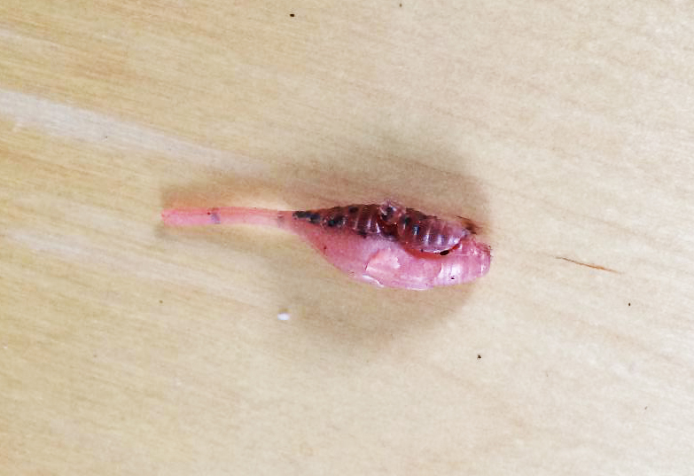 かじられたワーム