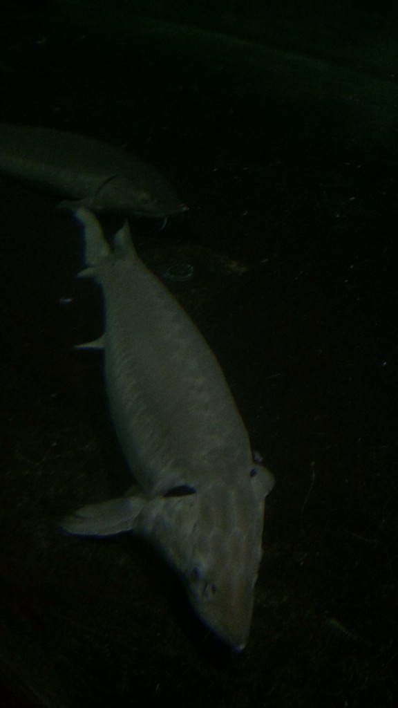 Evernote Camera Roll 20150528 220634