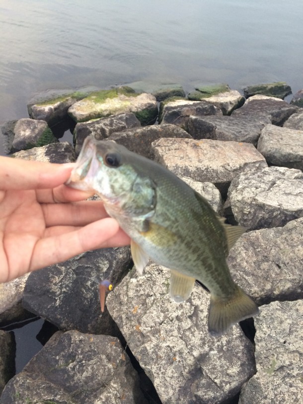 ちっちゃいバス