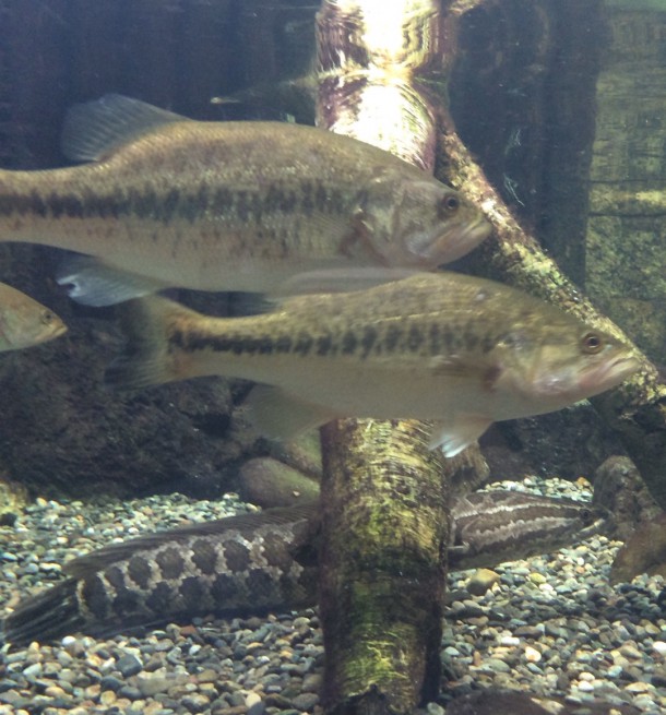 Evernote Camera Roll 20150529 205709