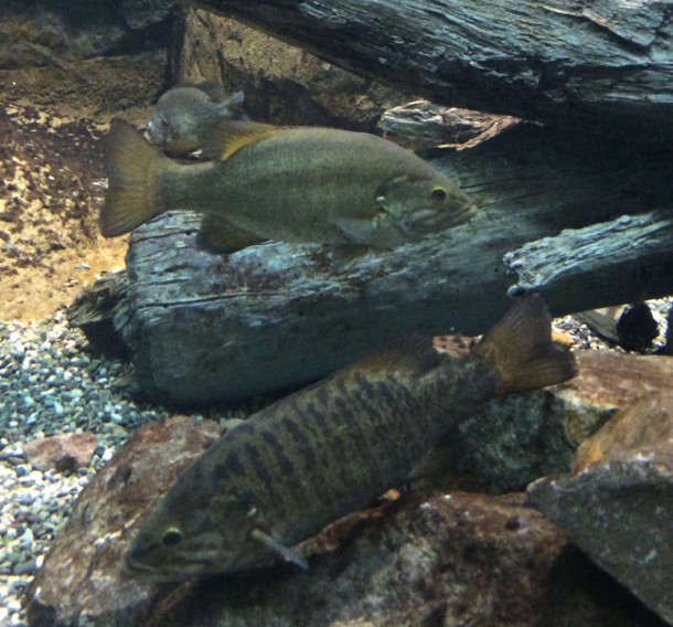 スモールマウスバスイメージ