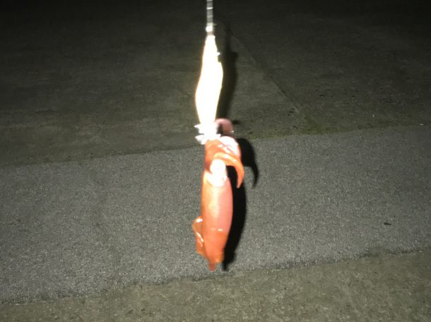 ライトエギングイメージ