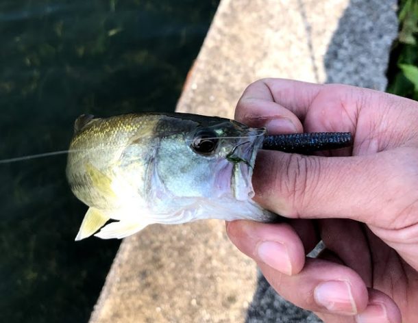彦根港にてブラックバスを狙う