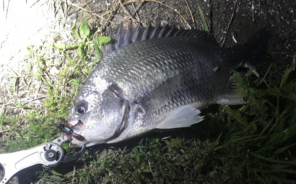 フィッシュグリップ