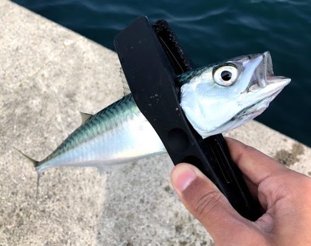 釣りエサを買わないでエサ釣りする方法