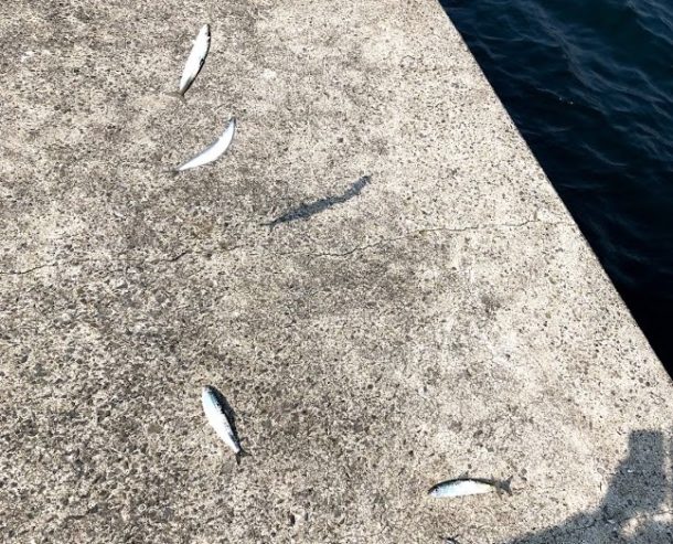 6本針に4匹かかる