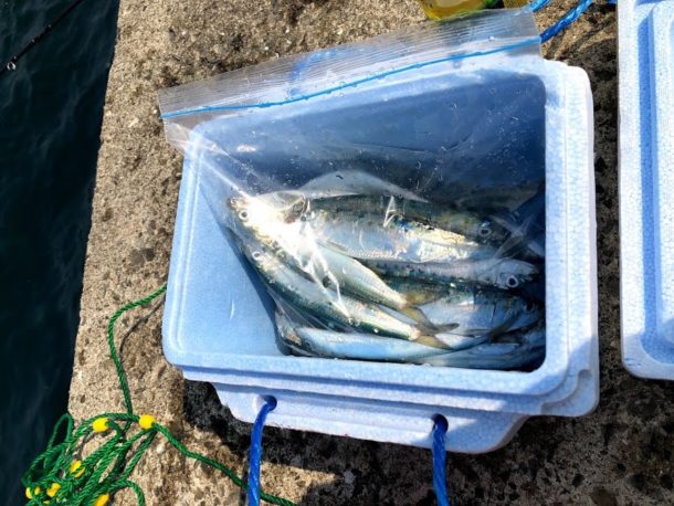 小さい発泡クーラーボックスがパンパン