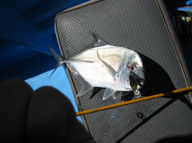 マレーシアのメッキアジ