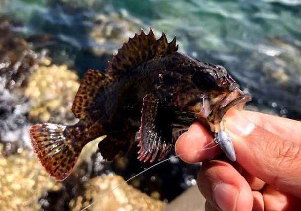 小さいガシラとソイ