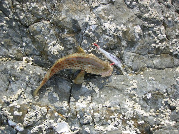 シングルフックの魅力