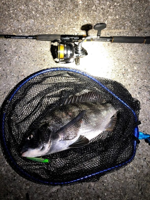 キビレではなく真チヌ