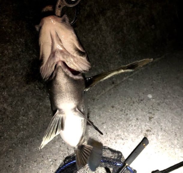 魚体はお腹パンパンで明らかに乗っ込みの魚