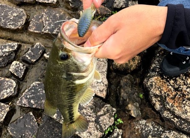 琵琶湖バスをゲット