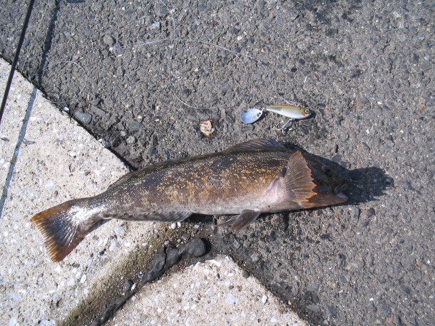 アイナメの釣り方とは？おすすめの仕掛けやルアーも紹介！