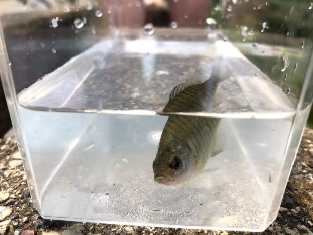 ブルーギルをエサにする