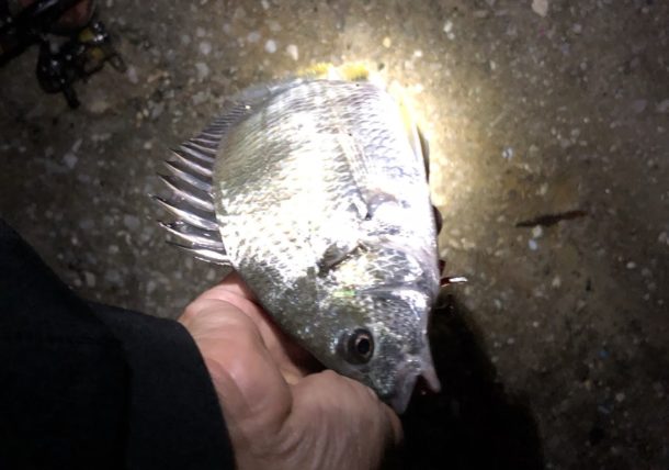 ちびれゲット画像