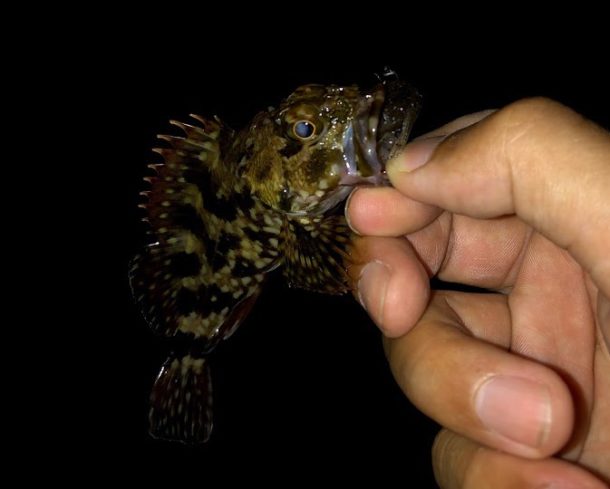 癒やしのガシラ