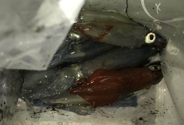 ケンサキイメージ