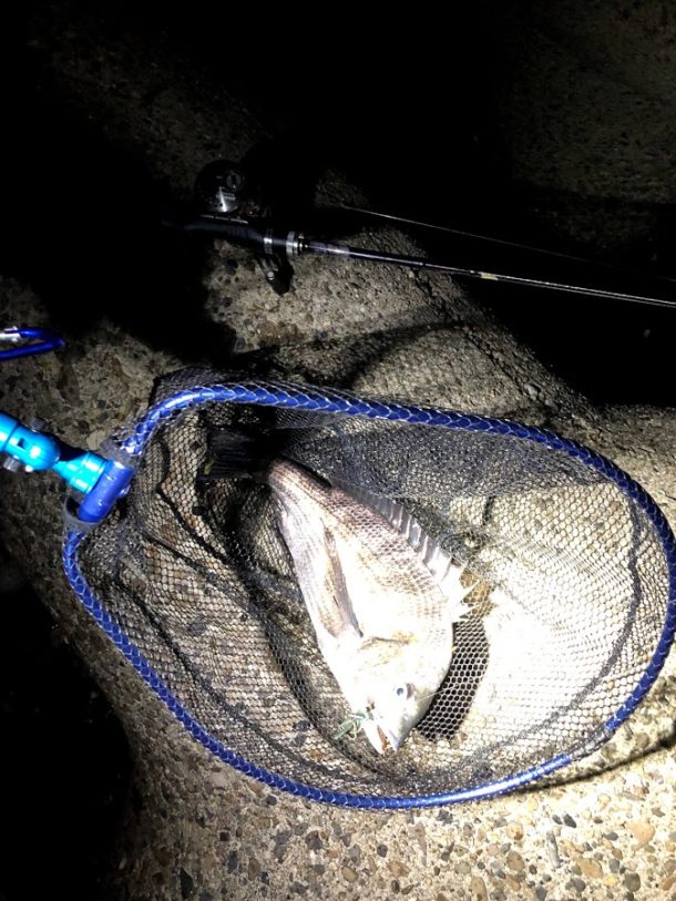 いい感じの真チヌ