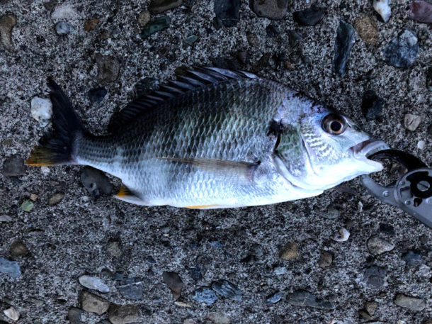 ヒョイッと抜き上げ可能なちびれサイズ