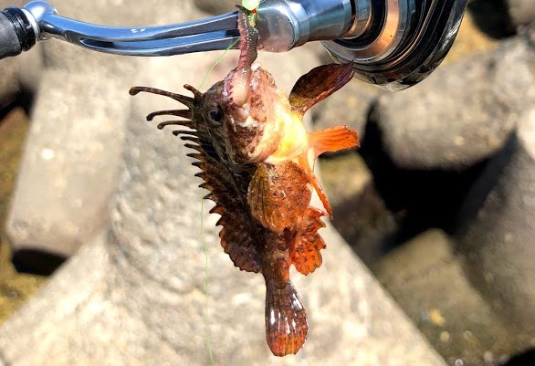 キングオブ毒魚と呼んでいい毒魚