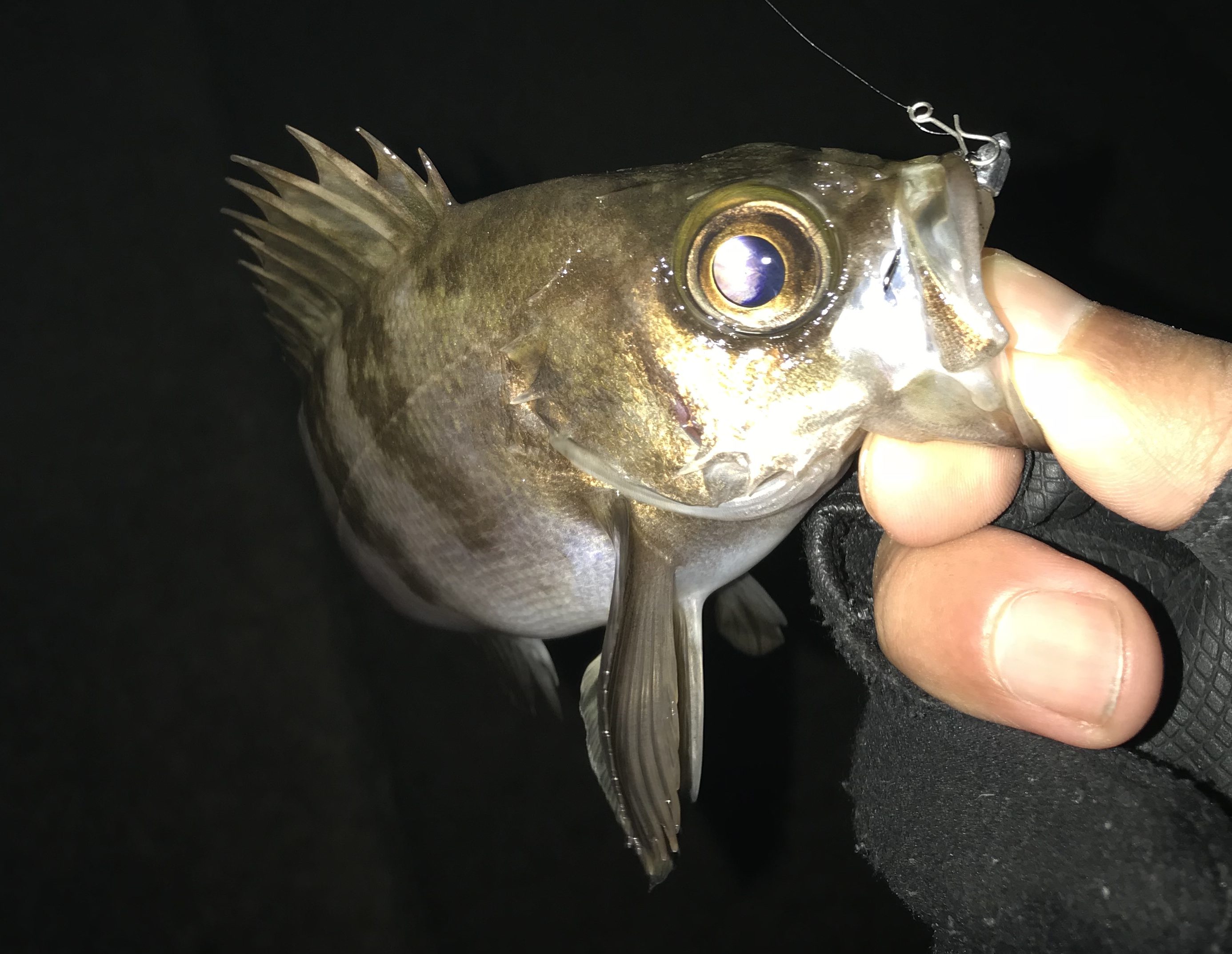 メバルイメージ