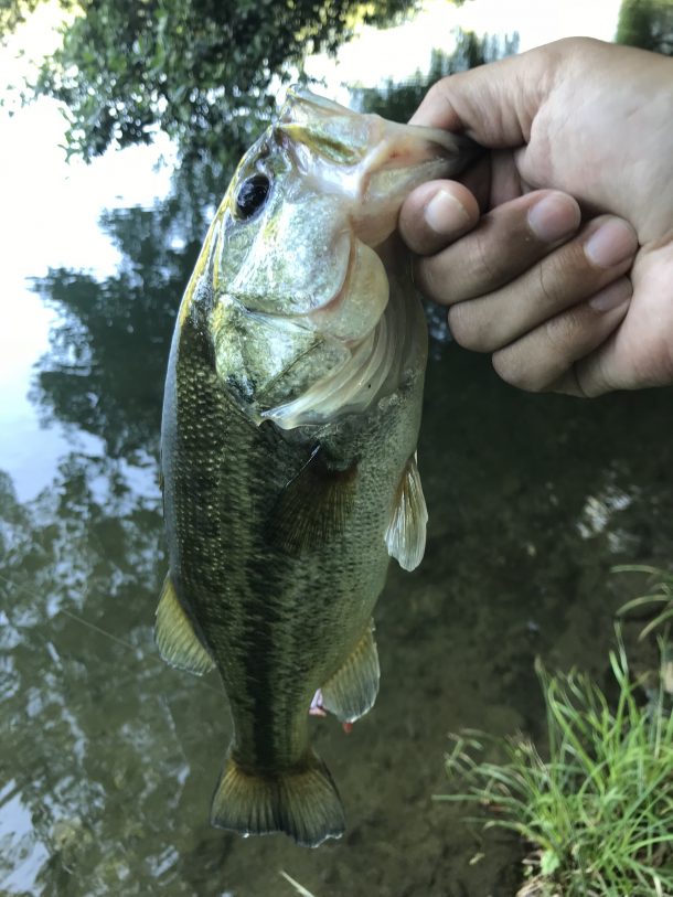 ブラックバス画像