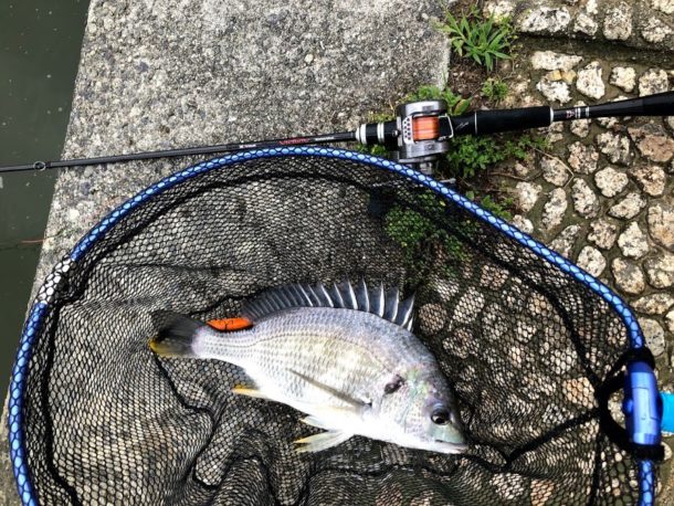 初っ端からいい感じのサイズ