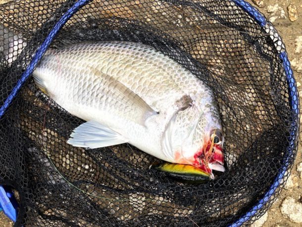 トップでチヌ画像