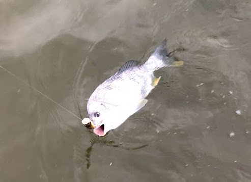 ポップXで水柱を上げたチヌ