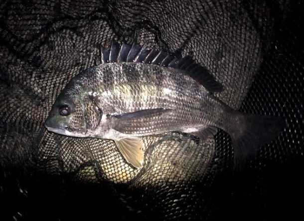 ナイトゲームのクロダイ釣り