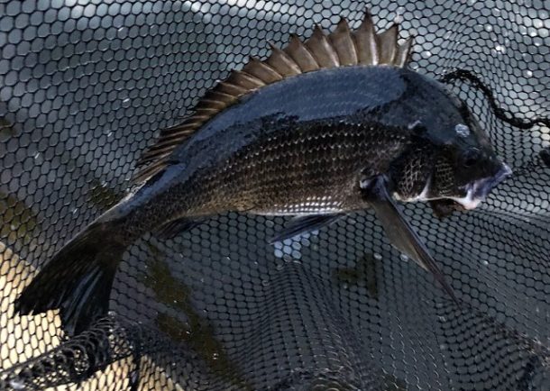 真チヌイメージ